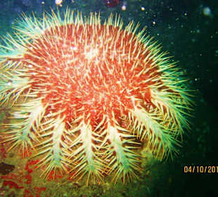 Dornenkronenseestern