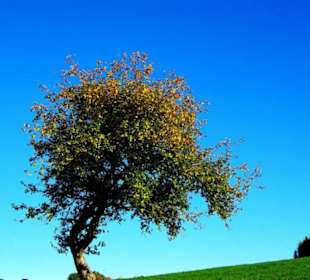 Tolle Aufnahme geworden