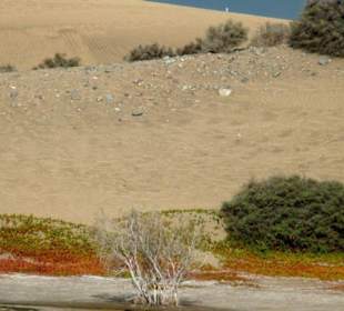 Rote Blumen in den Dünen