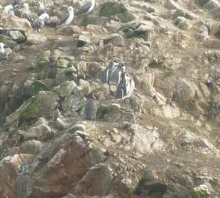 Pinguine auf den Islas Ballestas