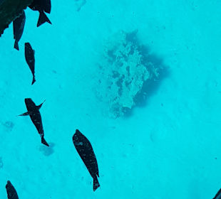 Glasbodenboot Tour Hurghada