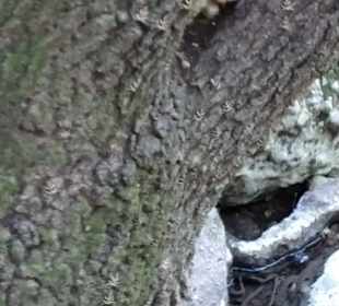 Peta Loudhes / Tal der Schmetterlinge