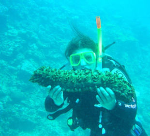 Tauchen Great Barrier Reef - 8