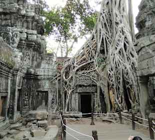 Baumwurzeln im Tempel Ta Prohm