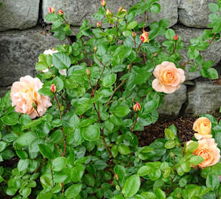 Stadtrundgang Überlingen