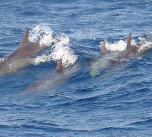 Wellenreiten das macht Spass...