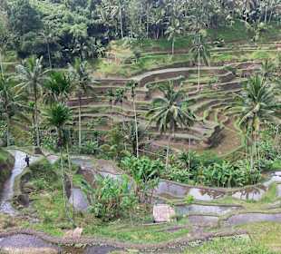 Blick auf die Terrassen