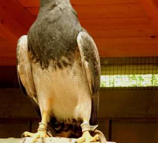 Riesen Seeadler