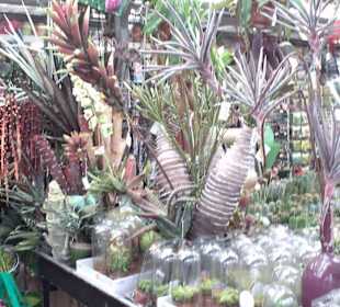 Blumenmarkt am Stingerl