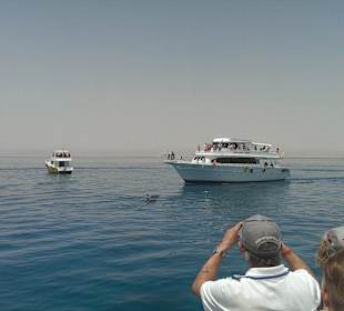 Insel Mahmya Schnorchel Ausflug