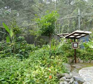 Poring Hot Springs - Schmetterlingsgarten