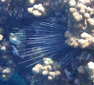 Unterwasserwelt Musandam