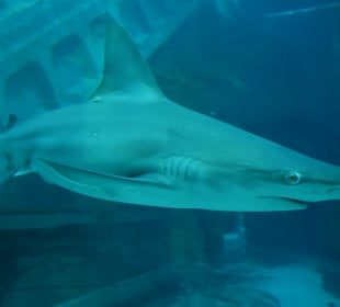 Aquarium mit Untersee-Station