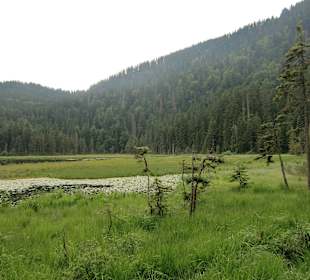 Schwimmende Inseln