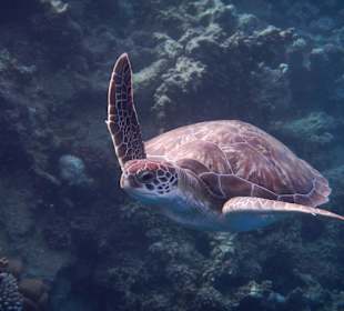 Schildkröte am Hausriff