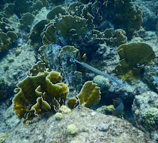 Schnorcheln Willemstad