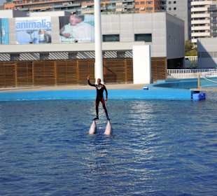 Eine Delphinshow ist auch vorhanden.