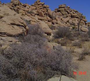 Joshua Tree National Park