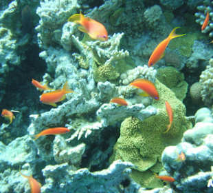 Schwarm von orangeroten Fahnenbarschen