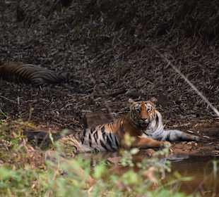 Bengaltiger mit Jungtier