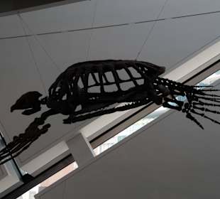 Dinosaurier-Skelette im Royal Ontario Museum