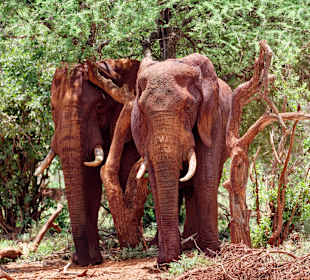 Tsavo Ost und West Safari