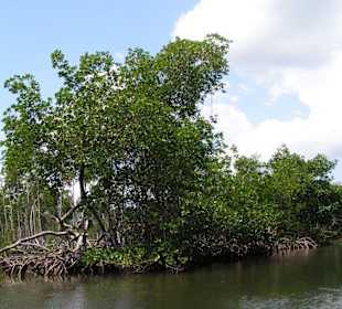 Nationalpark Los Haitises