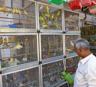 Auch lebende Tiere, nicht jedermanns Sache