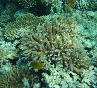 Hausriff Arabia Azur