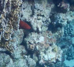 Fische im hauseigenen Riff