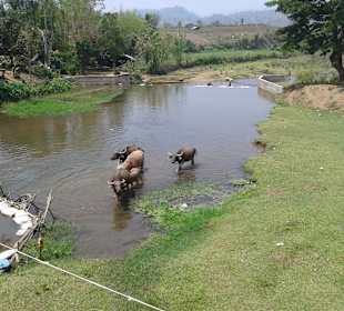 Elephant Training Center Chiang-Dao