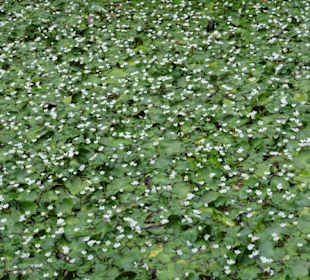 Angeblich die kleinste Seerose der Welt