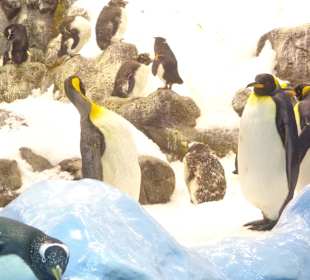 Pinguine im Aquarium