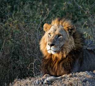 Papa Löwe am Lake Nakuru
