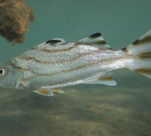 Schnorcheln Coraya Bay Marsa Alam