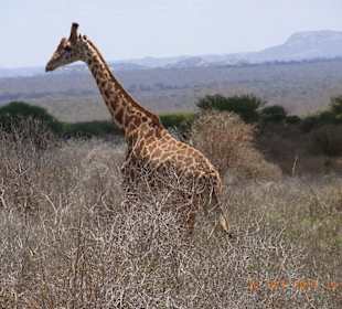 Tsavo West / - Ost / Amboselli