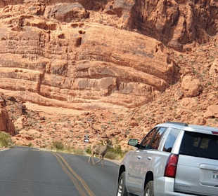 Steinbock auf der Zufahrt zum Visitor Center
