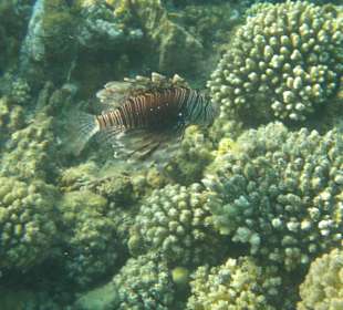 Schnorcheln Abu Dabbab