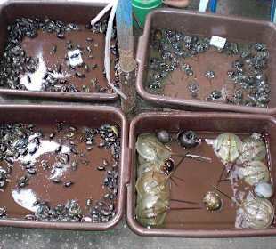 alles was krabbeln kann