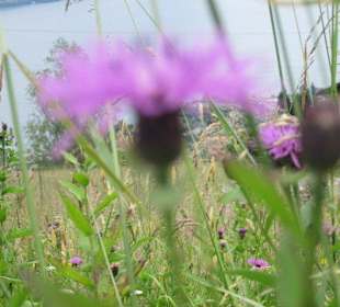 Blick von Stazzona zum See
