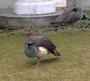 Łazienki wczesną wiosną.