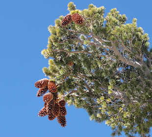 Горы Сан-Габриэль - шишки поражают воображение