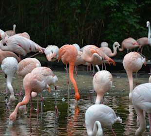 Vorbei an den Flamingos