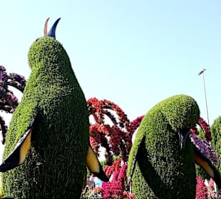 Miracle Garden