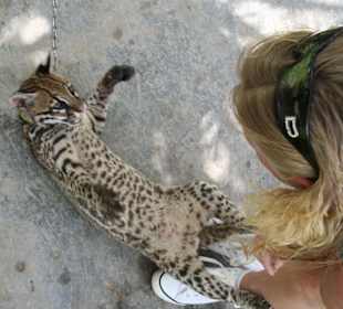 Spielen mit dem Ozelott