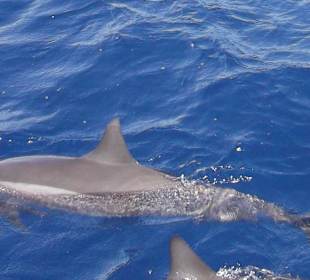Delphin bei der blauen Fahrt