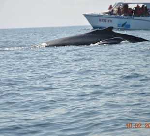 Gänsehaut Gefühle, ganz toll sowas zu sehen