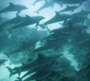 Schwimmen mit Delphinen im Roten Meer  
