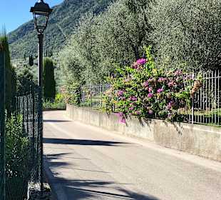 Wandern Limone