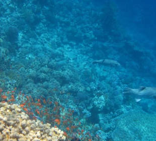 Schnorcheln - Inseln der Soma Bay